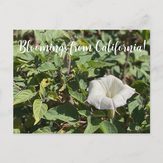 Bloomings from California: Sacred Datura Postcard (Front)