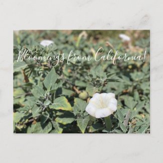 Bloomings from California: Sacred Datura Postcard