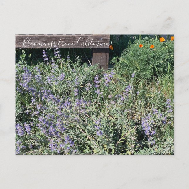 Bloomings from California: Sage Poppies Postcard (Front)