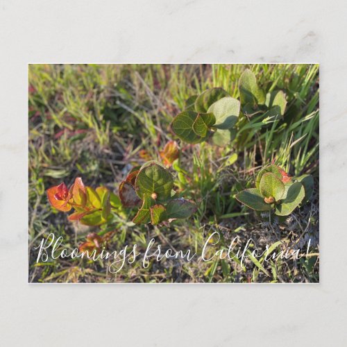 Bloomings from California Salal Postcard