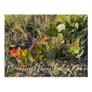 Bloomings from California!: Salal Postcard