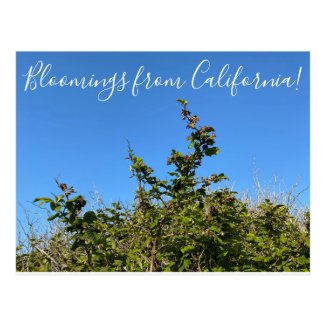 Bloomings from California: Salmon Berry Postcard