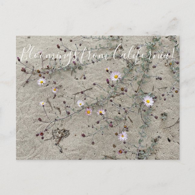 Bloomings from California: Sand Aster Postcard (Front)