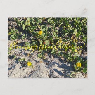 Bloomings from California: Sand Verbena Postcard