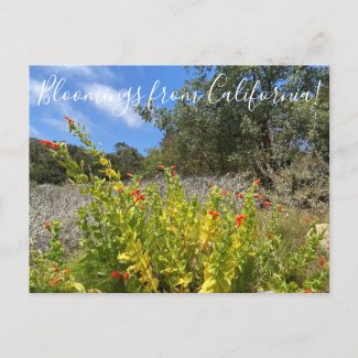 Bloomings from California: Scarlet Monkeyflower  Postcard
