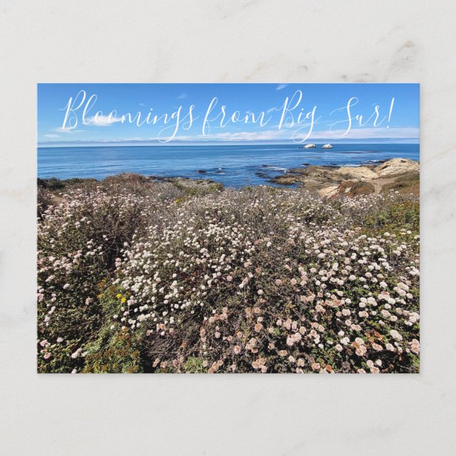 Bloomings from California: Sea Cliff Buckwheat Pos Postcard (Front)