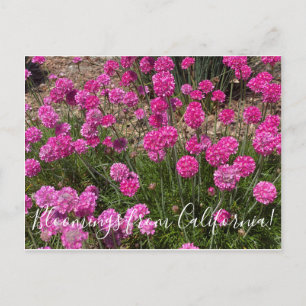 Bloomings from California: Sea Pink Postcard
