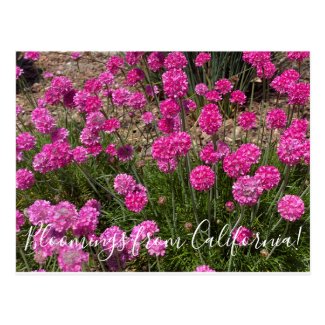 Bloomings from California: Sea Pink Postcard