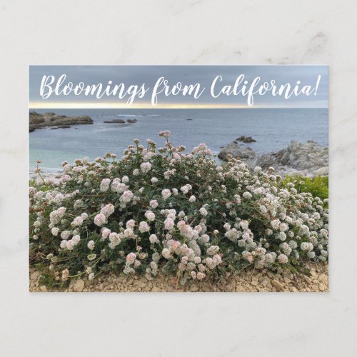 Bloomings from California Seacliff Buckwheat Post Postcard