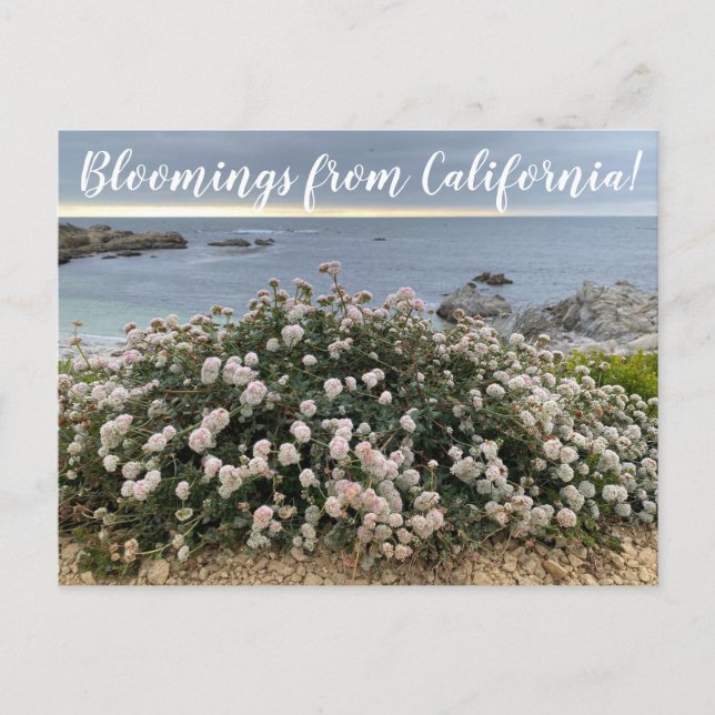 Bloomings from California: Seacliff Buckwheat Post Postcard (Front)