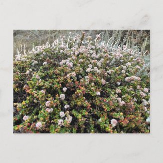 Bloomings from California: Seacliff Buckwheat Postcard