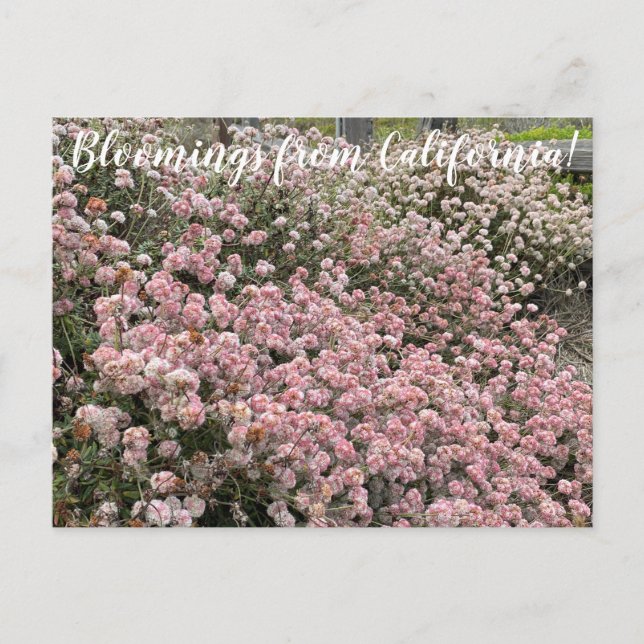 Bloomings from California: Seacliff Buckwheat Postcard (Front)