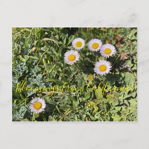 Bloomings from California Seaside Daisy Postcard