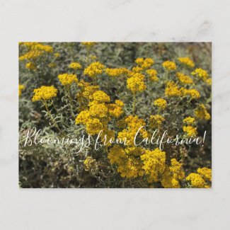 Bloomings from California: Seaside Sunflower Postcard