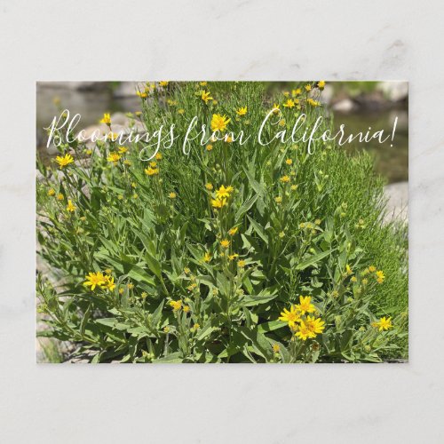 Bloomings from California Seep Spring Arnica Postcard