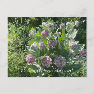 Bloomings from California: Showy Milkweed Postcard