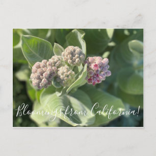 Bloomings from California: Showy Milkweed Postcard