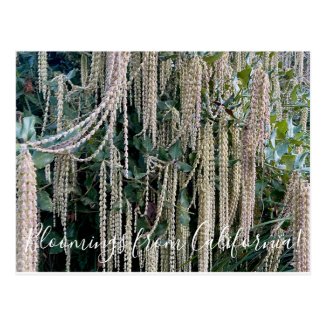 Bloomings from California: Silk Tassel Postcard