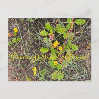 Bloomings from California: Silverweed Postcard