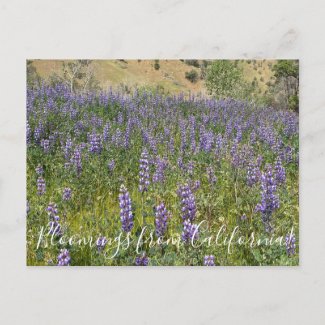 Bloomings from California: Sky Lupines Postcard