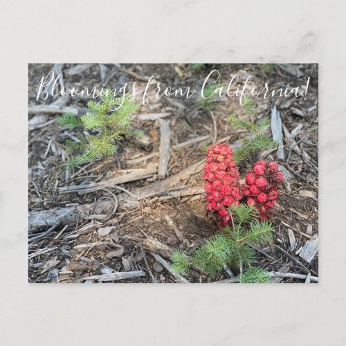 Bloomings from California Snow Plant Postcard