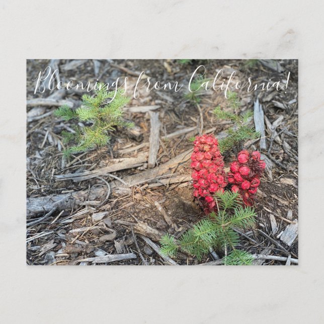 Bloomings from California: Snow Plant Postcard (Front)