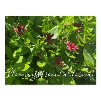 Bloomings from California: Spice Bush Postcard