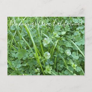 Bloomings from California: Spring Beauty Postcard