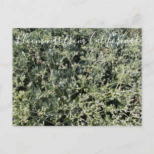 Bloomings from California: St. Catherine’s Lace Postcard