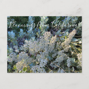 Bloomings from California: St. Catherine's Lace Postcard