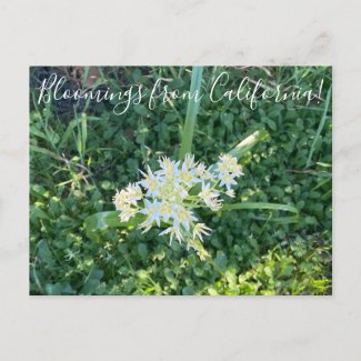 Bloomings from California: Star Lily Postcard