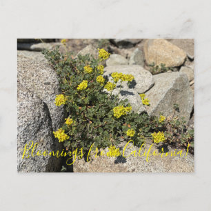 Bloomings from California: Sulphur Buckwheat  Postcard