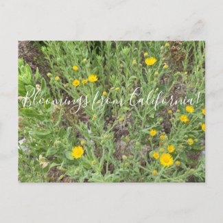 Bloomings from California: Telegraph Flowers Postc Postcard