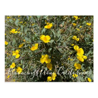 Bloomings from California: Tree Poppy Postcard