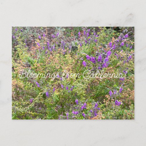 Bloomings from California Trichostema lanatum Postcard