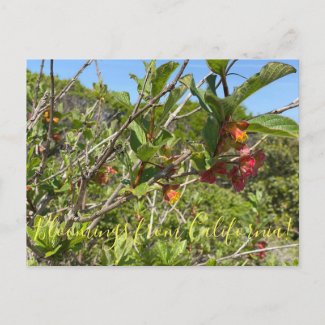 Bloomings from California: Twinberry Honeysuckle Postcard