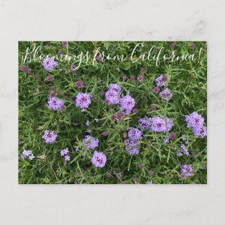 Bloomings from California: Verbena lilacina Postcard