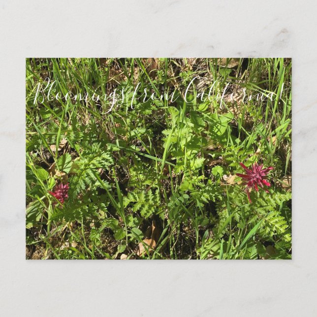 Bloomings from California: Warrior's Plume Postcar Postcard (Front)