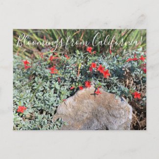 Bloomings from California: Wayne's Silver Fuchsia Postcard
