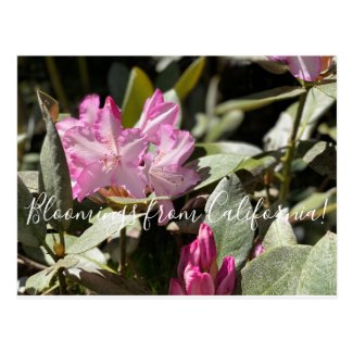 Bloomings from California: Western Azalea Postcard