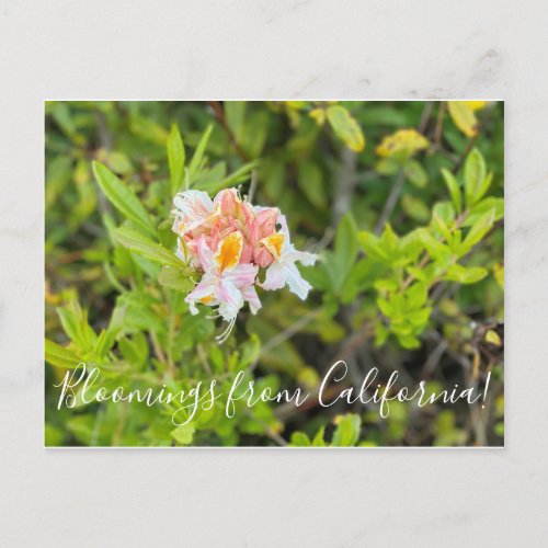Bloomings from California Western Azalea Postcard