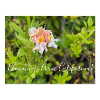 Bloomings from California: Western Azalea Postcard