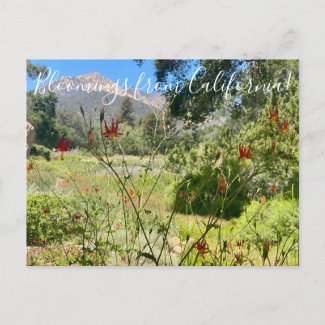 Bloomings from California: Western Columbine Postc Postcard