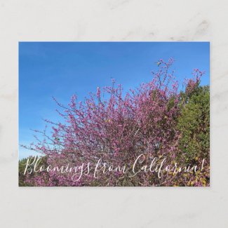 Bloomings from California: Western Redbud Postcard