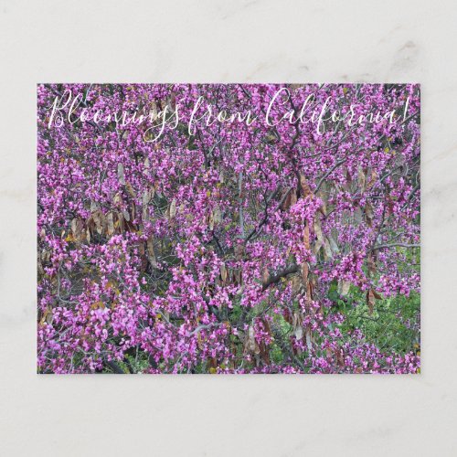 Bloomings from California Western Redbud Postcard