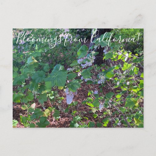 Bloomings from California White Flowering Currant Postcard