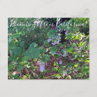Bloomings from California: White Flowering Currant Postcard