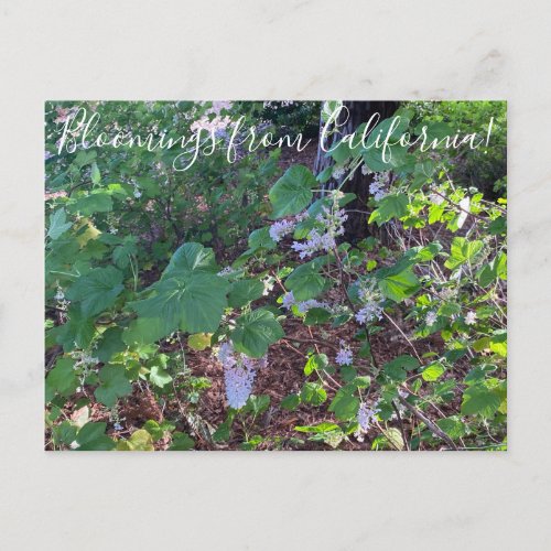 Bloomings from California White Flowering Currant Postcard