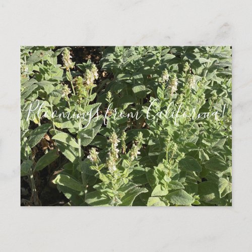 Bloomings from California White Hedge Nettle Postcard