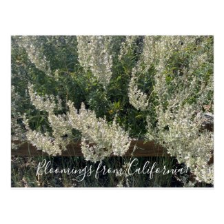 Bloomings from California: White Sage Postcard